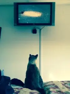 Gato sentado en la cama mirando con atención un pájaro en la televisión, representando la intolerancia a la frustración.
