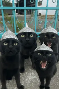 Cuatro gatos negros con sombreros de papel aluminio frente a una reja turquesa; dos maúllan mostrando los colmillos.